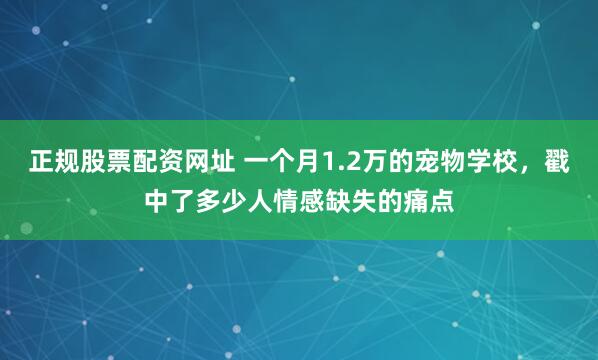 正规股票配资网址 一个月1.2万的宠物学校，戳中了多少人情感缺失的痛点